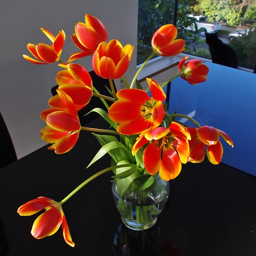 tulips iii